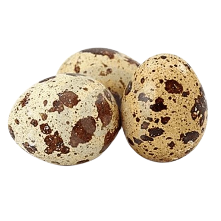 Telur Puyuh